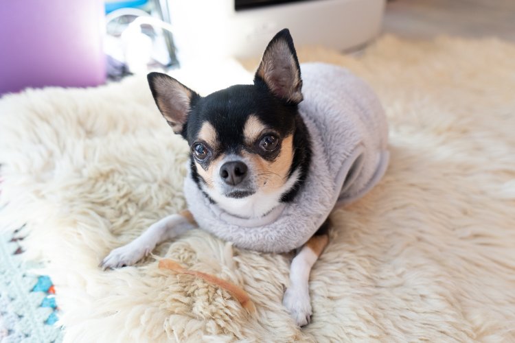 看板犬のコロネ。「初めて来る方は犬がいることをご理解の上、ご来店ください」と中島さん。