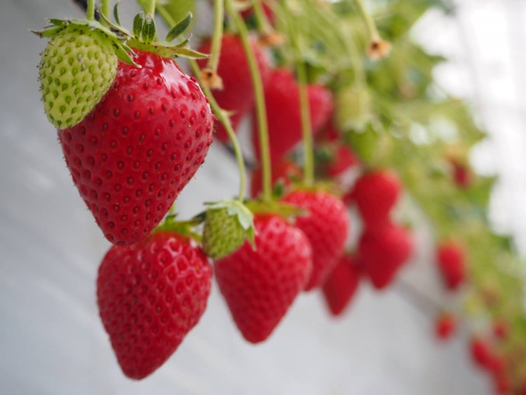 栽培品種はとちおとめ、やよいひめ、あまりん、紅ほっぺなど。（写真提供＝吉見町産業振興課）。