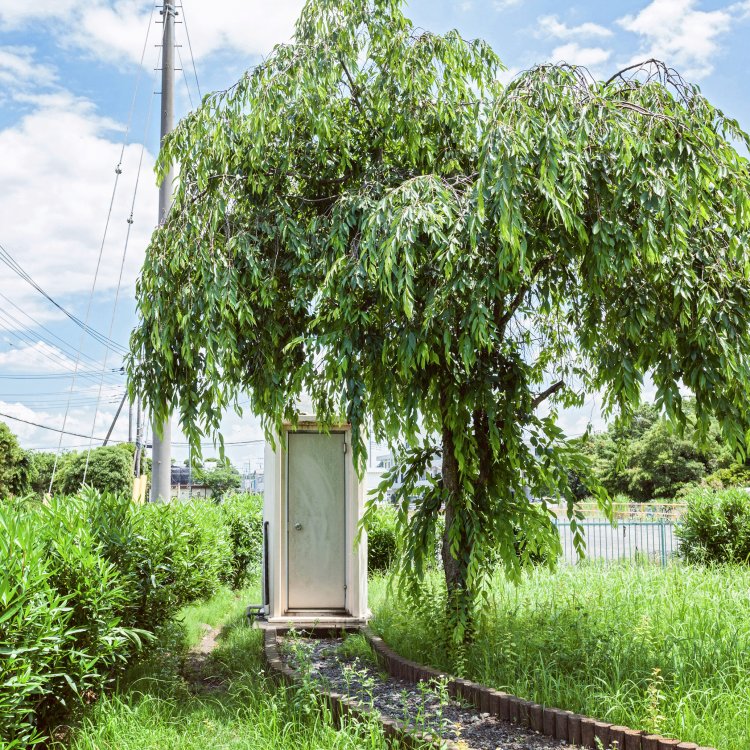 柳の木の下にあるトイレ。トイレまできちんと小道が整備されているのも良い。