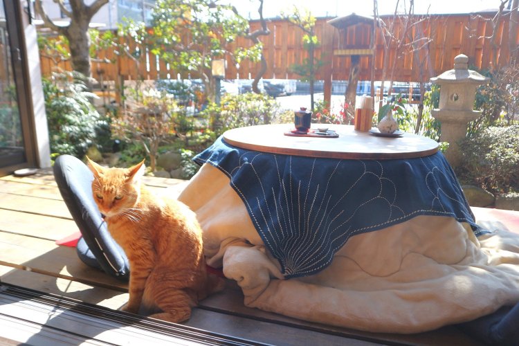 写真は“しのすけ”。縁側と、こたつと、猫。なんて絵になる光景だろう。