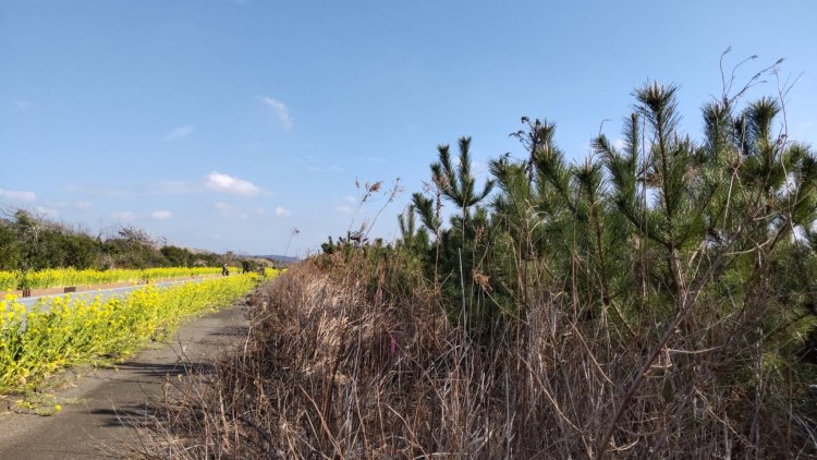 平砂浦海岸沿いには強い南西風を防ぐためのクロマツ林が広がる。