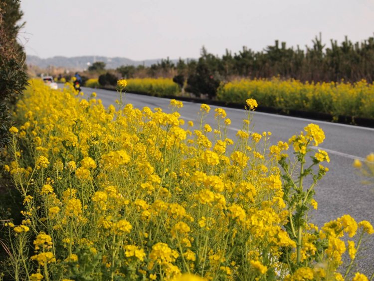 菜の花がいっぱいの中、ドライブを楽しめると人気。