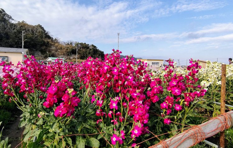 潮風を感じながら花畑でのんびり散歩を楽しめる。