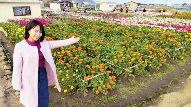 写真は2月半ばに撮影。キンセンカやストックなどの花は摘み取って持ち帰ることもできる。