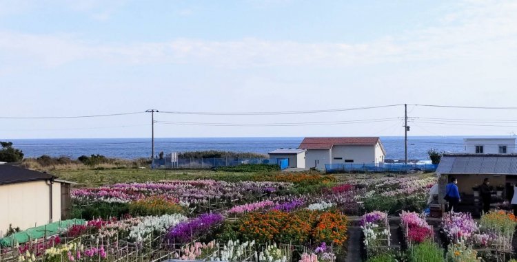 カラフルな花畑の向こうには太平洋が広がっている。