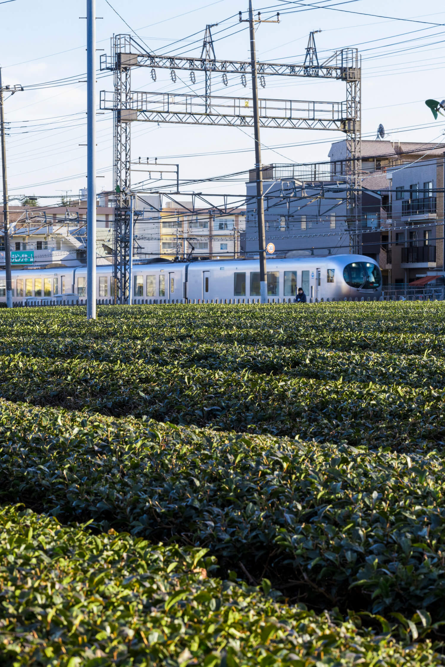 特急ラビューも走る西所沢駅そばの線路沿いにも広がる茶畑。暮らしの中にお茶がある。