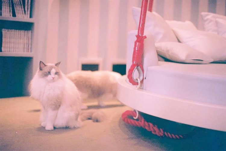 【カメラガールズ】いつもの写真に色彩効果をプラス