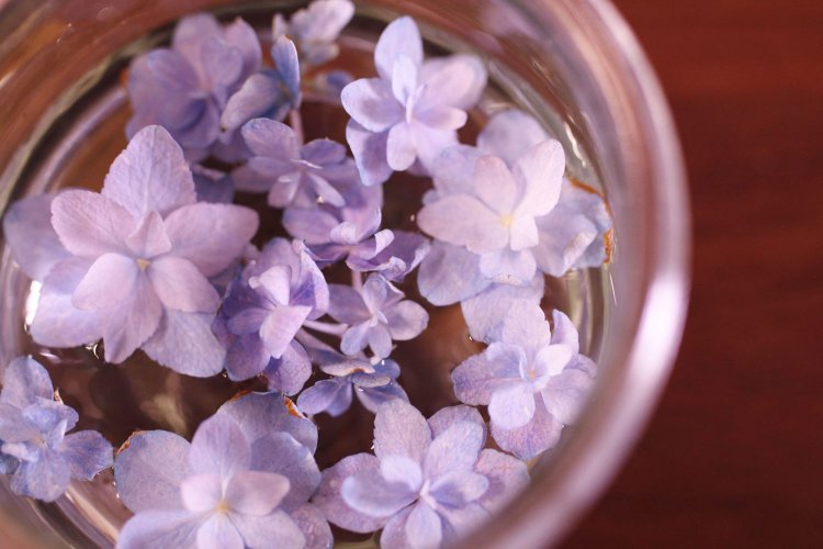 【カメラガールズ】いつもの写真に色彩効果をプラス