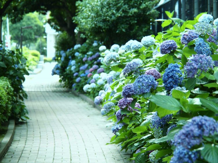 【カメラガールズ】いつもの写真に色彩効果をプラス