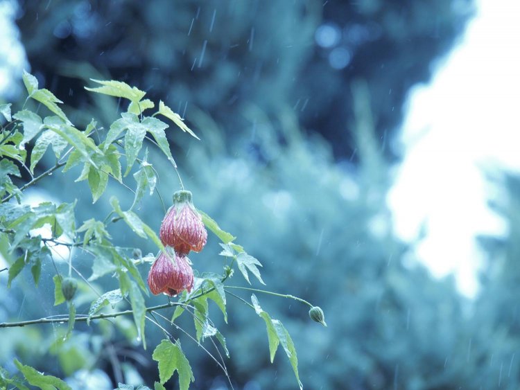 【カメラガールズ】いつもの写真に色彩効果をプラス