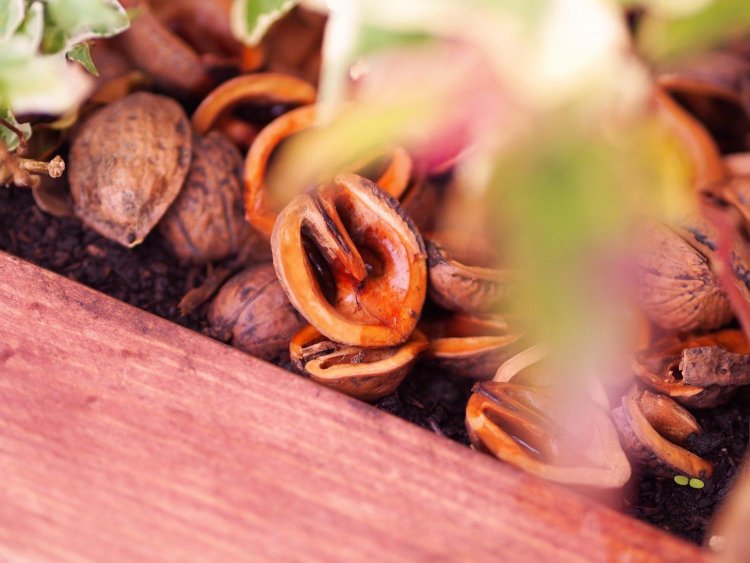 【カメラガールズ】いつもの写真に色彩効果をプラス