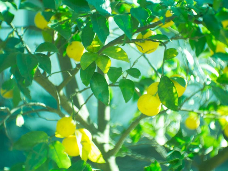 【カメラガールズ】いつもの写真に色彩効果をプラス