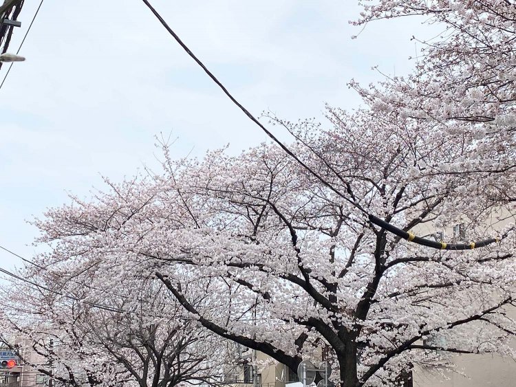 植物鑑賞を楽しめるおすすめスポット