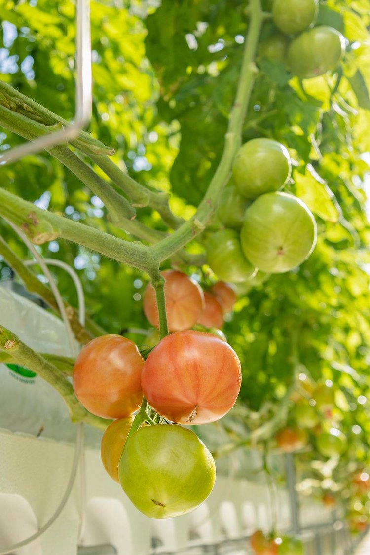 【散歩の達人】清瀬さんぽ