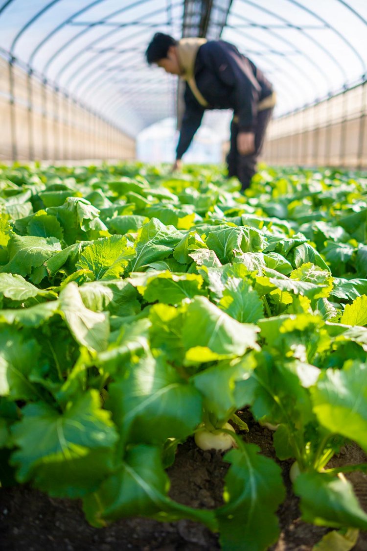 ビニールハウスの中で青々と葉を茂らせるカブ。