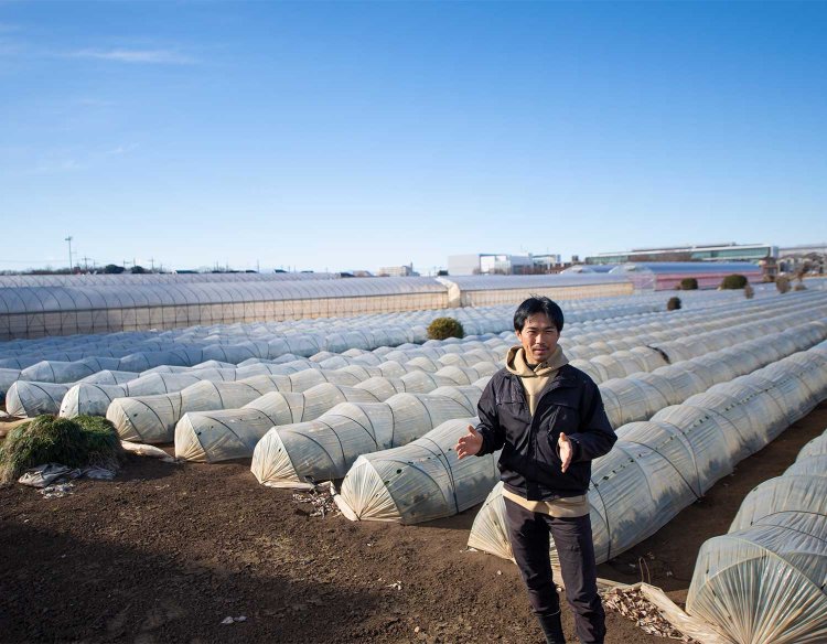 冬から春にかけて露地栽培するホウレン草はトンネルの中。