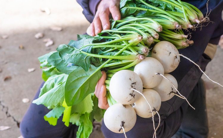 丸々としてつややかなカブ。ホウレン草も生産量が多い。