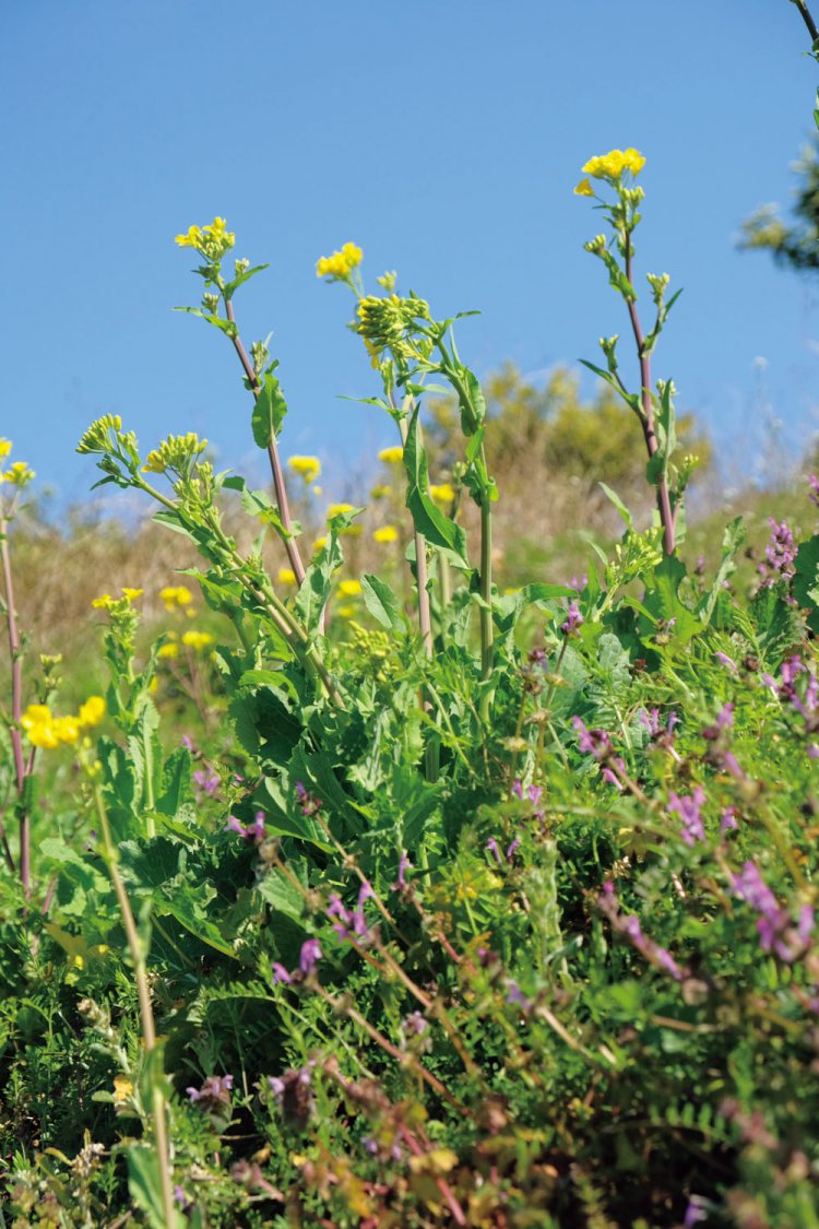 最明寺史跡公園から下ってくると富士山の眺望のいい場所があった。その農道周辺にきれいな菜の花が咲いていた。桜もいいが菜の花も春の息吹がしていいものだ。