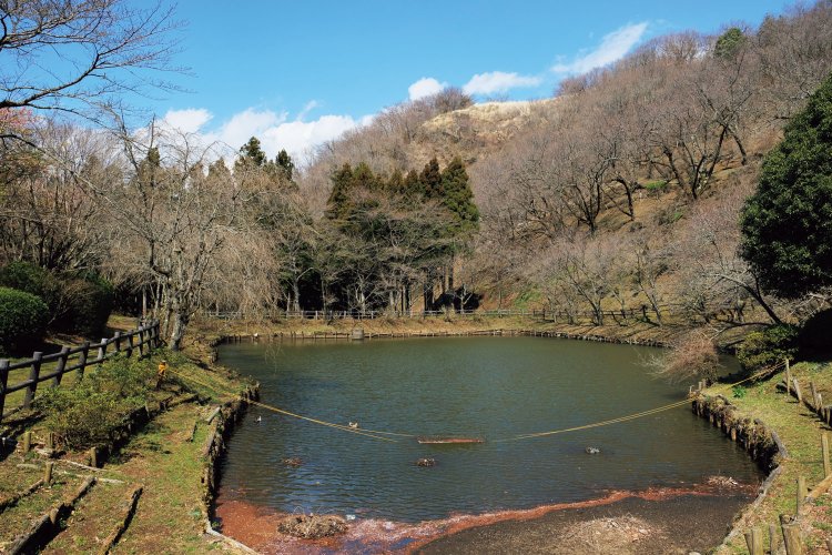 海抜550ｍに位置する最明寺史跡公園にある池。この周辺に桜以外の花も咲き乱れる。