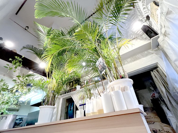 客席はカウンターのみ全5席。店内では観葉植物たちがのびのび育っている。