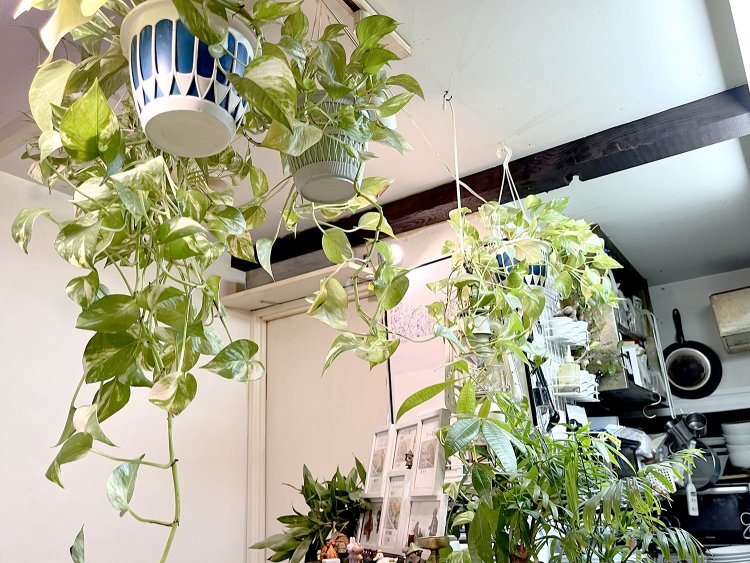 カウンターの上にも自由に伸びる植物たちが！　「植物のためにしょっちゅうホームセンターに行ってるんですよ」と奥さまからのミニ情報アリ。