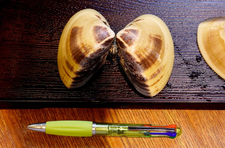 ハマグリの大きさがわかるだろうか。