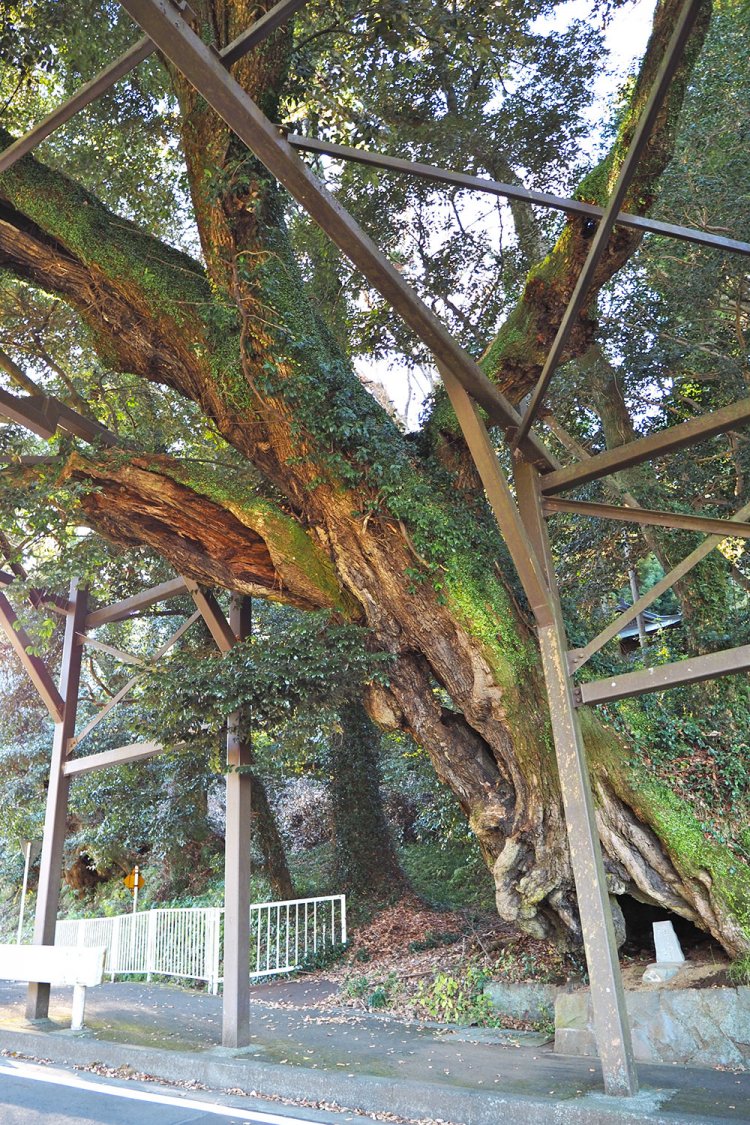 三嶋神社の椎の木。推定樹齢500年、樹高は15ｍほど。道路にはみ出している。