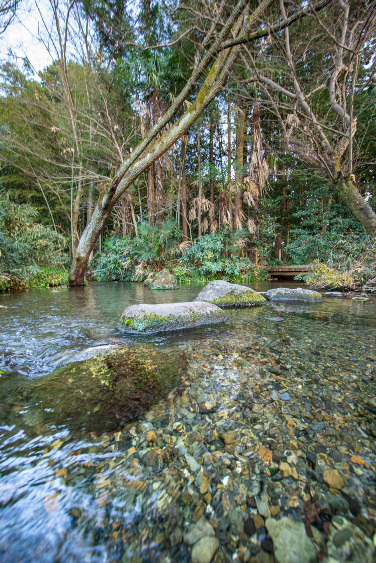 平成の名水百選に選ばれた「落合川と南沢湧水群」。写真は南沢緑地保全地域を流れる小川。