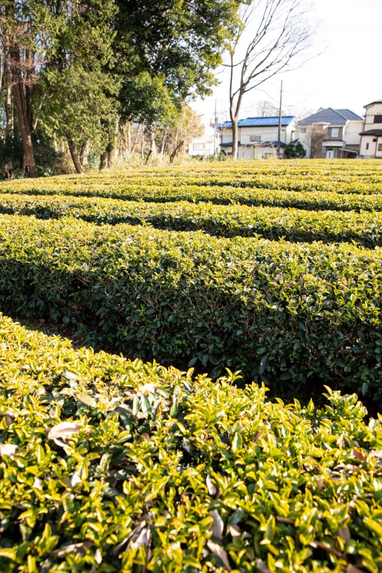 住宅地を散策中に行き当たった『小山茶園』。隣接する空き地で子供が元気に遊んでいる。一帯は小山緑地保全地域に含まれ、南側に縄文時代中期の住居跡が発見された小山台遺跡も。