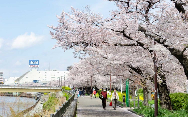 【東京おでんだね】おでんとお花見