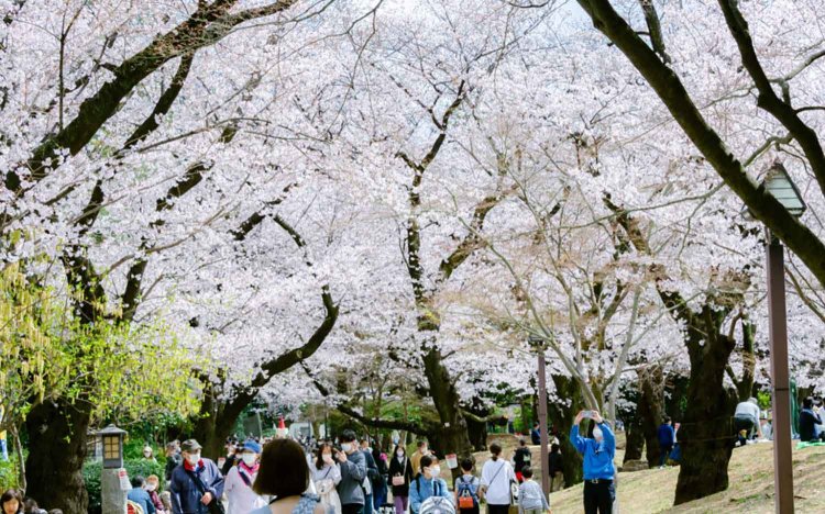 【東京おでんだね】おでんとお花見