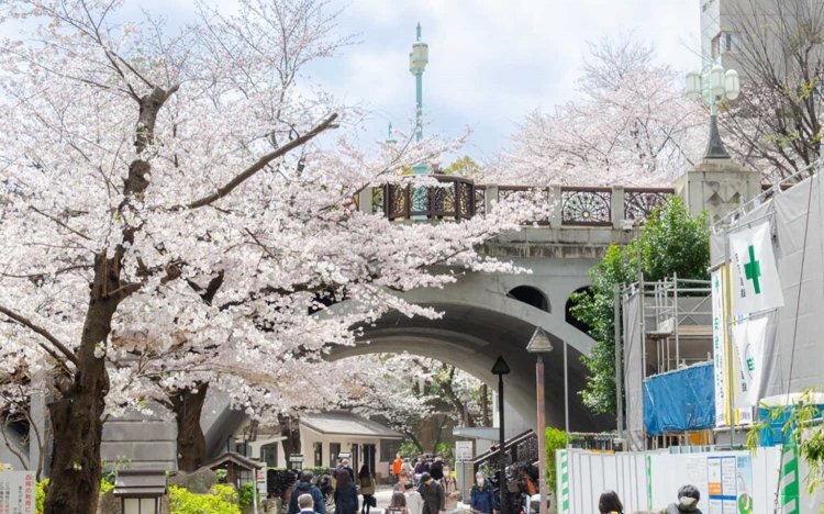 【東京おでんだね】おでんとお花見