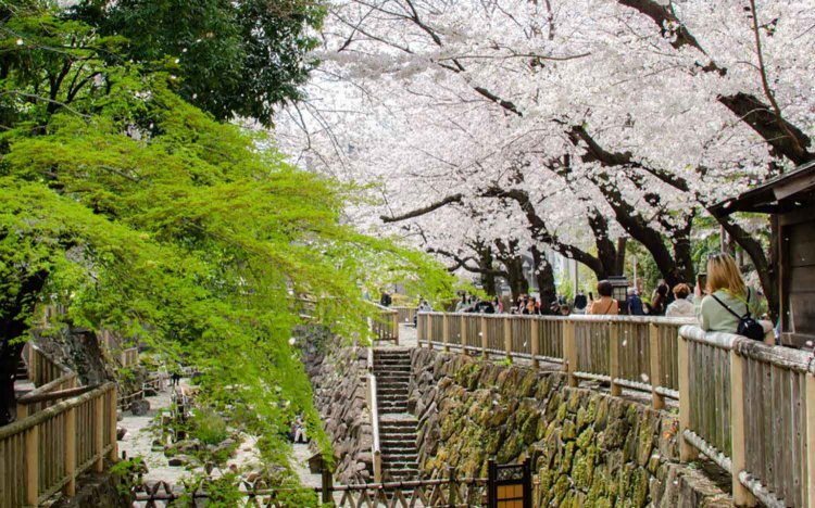 【東京おでんだね】おでんとお花見