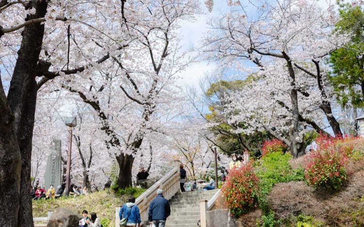 【東京おでんだね】おでんとお花見