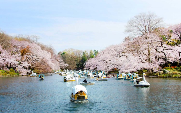 【東京おでんだね】おでんとお花見