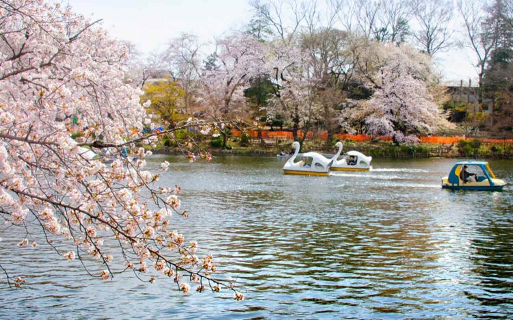 【東京おでんだね】おでんとお花見