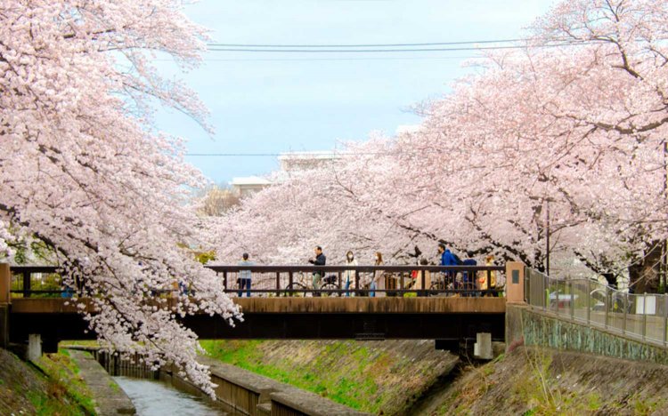 【東京おでんだね】おでんとお花見