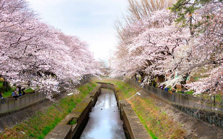 【東京おでんだね】おでんとお花見