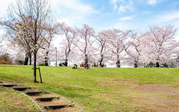 【東京おでんだね】おでんとお花見