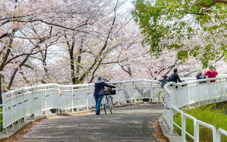 【東京おでんだね】おでんとお花見