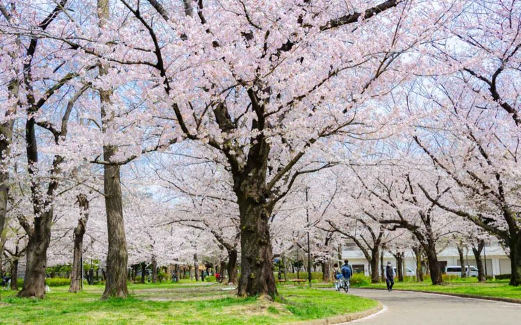 【東京おでんだね】おでんとお花見
