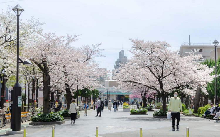 【東京おでんだね】おでんとお花見