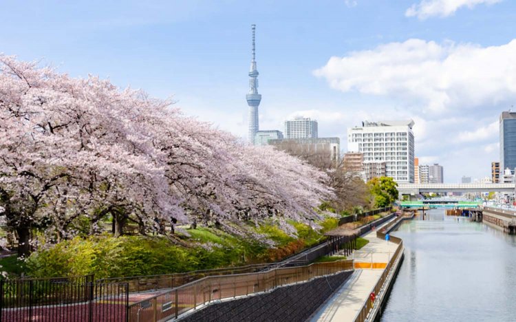 【東京おでんだね】おでんとお花見