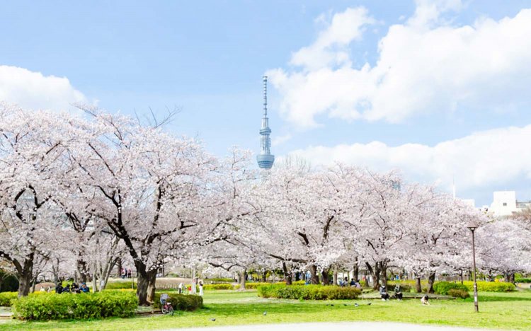 【東京おでんだね】おでんとお花見