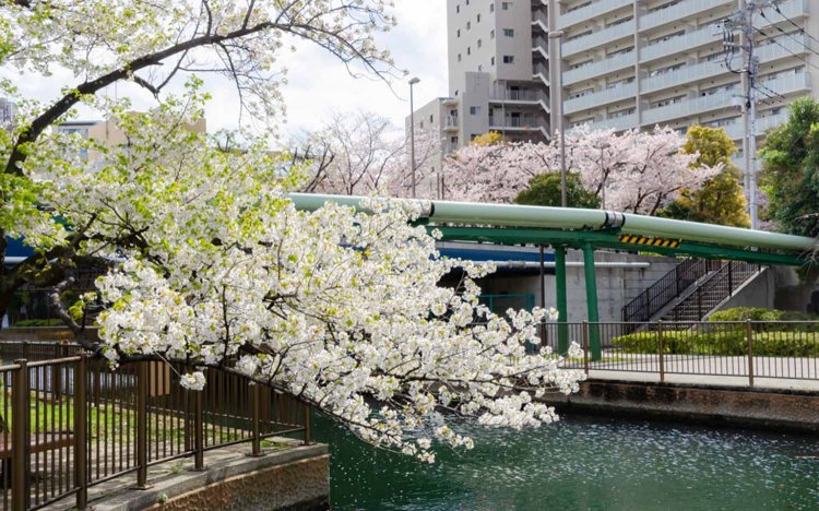【東京おでんだね】おでんとお花見