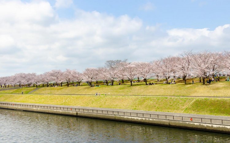 【東京おでんだね】おでんとお花見
