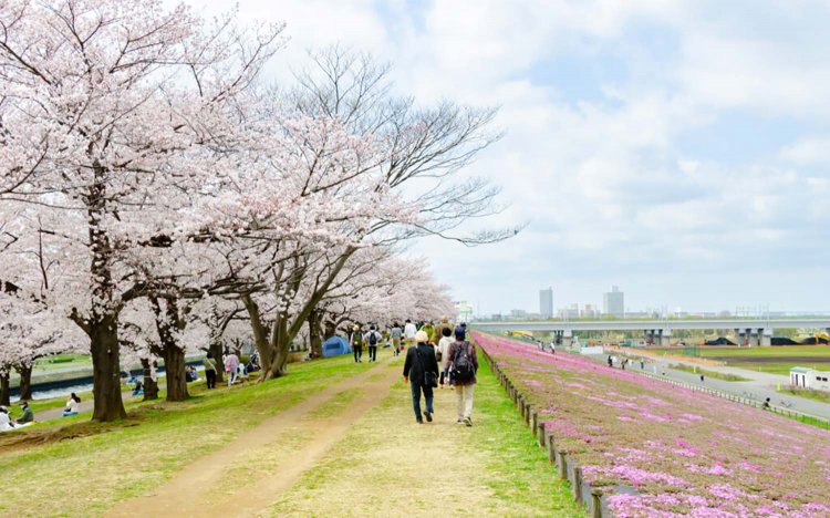 【東京おでんだね】おでんとお花見