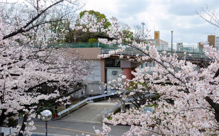 【東京おでんだね】おでんとお花見