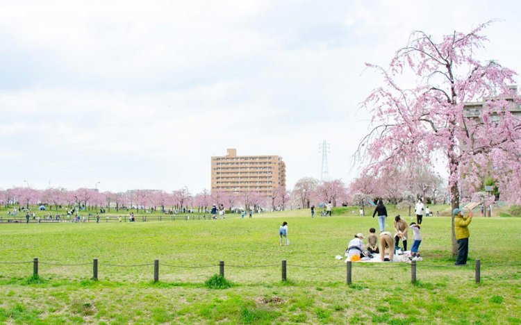 【東京おでんだね】おでんとお花見