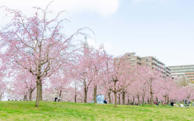 【東京おでんだね】おでんとお花見